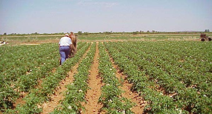 El ayuntamiento de Écija valora muy positivamente el acuerdo alcanzado en la reforma de la política agraria común.