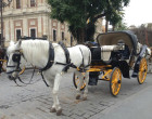 Se crean las Ordenanzas Reguladoras del servicio turístico de coches de caballos en Écija.