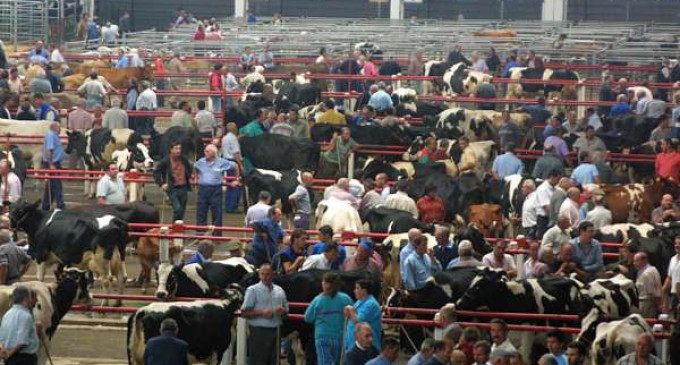 Un lote de 6 novillas de primer parto para Écija en la Feria del Mercado de Torrelavega