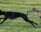 El presidente de la Federación Andaluza de Galgos, Salvador Callejón, ha sido sancionado a no participar en las fases previas del Campeonato de España.