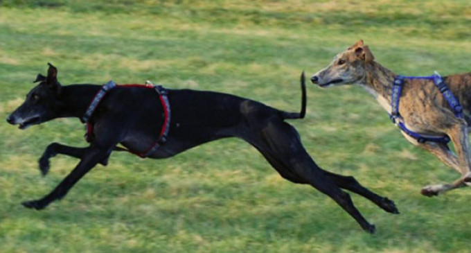 El presidente de la Federación Andaluza de Galgos, Salvador Callejón, ha sido sancionado a no participar en las fases previas del Campeonato de España.