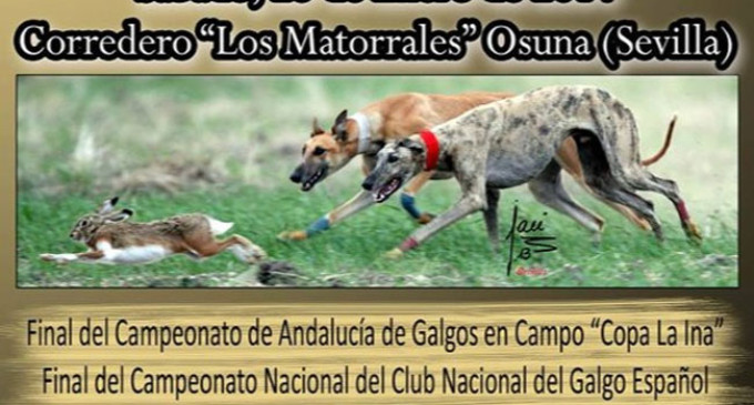 Final galguera del Club Nacional del Galgo Español en la Carretera Écija – Osuna.