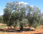 Écija concentra aproximadamente el 2% de la producción de aceite de oliva de Andalucía