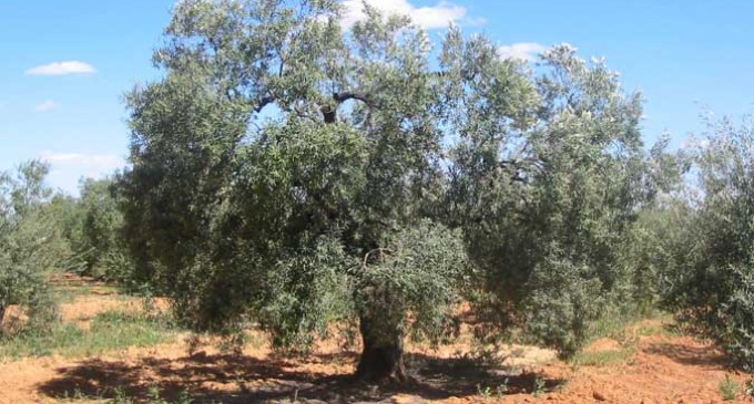 Écija concentra aproximadamente el 2% de la producción de aceite de oliva de Andalucía