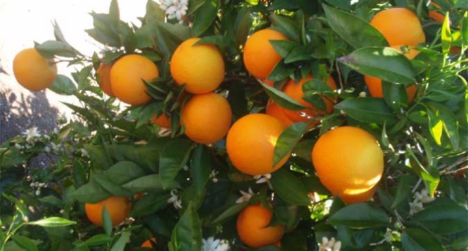 Expedientes de contratación Obra PFEA del año 2013 y recogida de naranjas en Écija