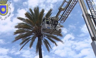 Los bomberos de Écija hacen una actuación en una palmera con peligro de desprendimiento en el barrio de El Puente