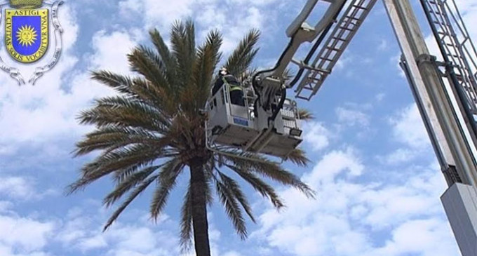 Los bomberos de Écija hacen una actuación en una palmera con peligro de desprendimiento en el barrio de El Puente