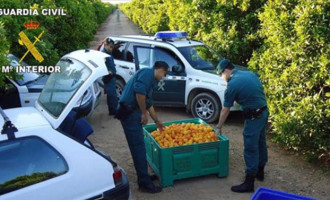 La Policía Nacional colabora en Écija con los grupos Roca de la Guardía Civil contra los robos en el campo