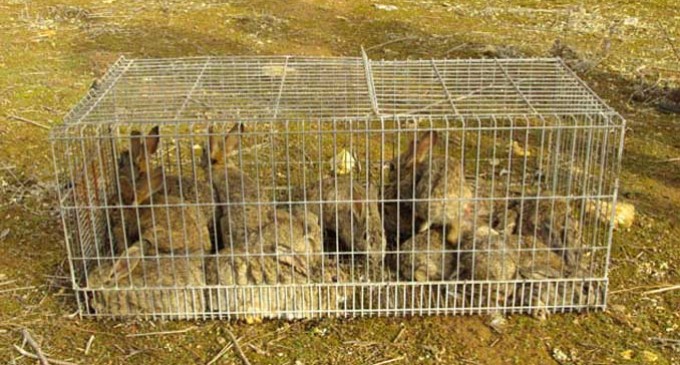 Dos vecinos de Écija detenidos por un delito contra la fauna silvesre