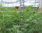 Seis personas detenidas en un cortijo de Écija por una plantación de marihuana