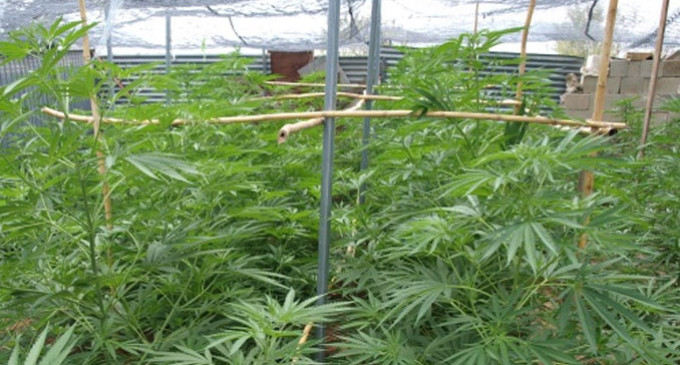 Seis personas detenidas en un cortijo de Écija por una plantación de marihuana