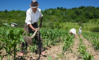 El Gobierno de la nación acoge las peticiones del Pleno de la corporación de Écija, de reducción de las peonadas de los trabajadores agrícolas