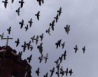 La delegación de medioambiente de Écija actúa contra la proliferación de palomas