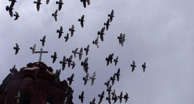 La delegación de medioambiente de Écija actúa contra la proliferación de palomas