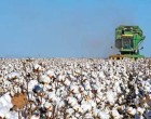 Écija, entre los cuatro lugares donde se cultiva el mejor algodón español