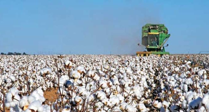 Écija, entre los cuatro lugares donde se cultiva el mejor algodón español