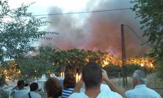 Se incendia un palmeral en Écija en la ribera del Genil
