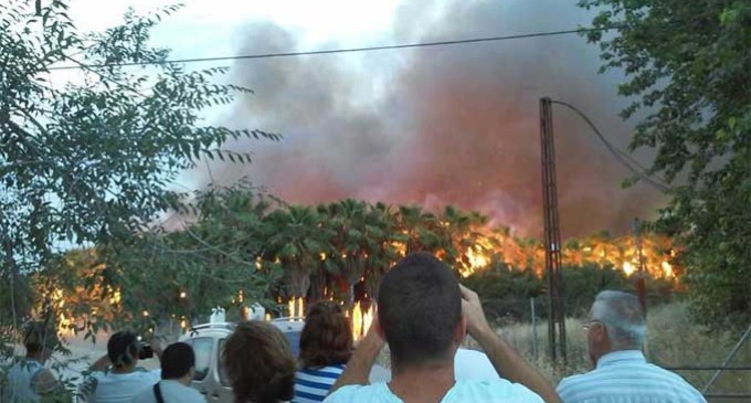 Se incendia un palmeral en Écija en la ribera del Genil