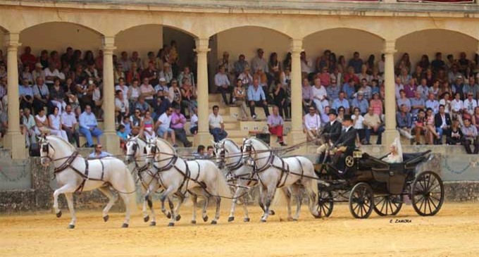 Miguél Ángel de Cárdenas de Écija gana el Primer Premio en la modalidad de “Cinco a la larga” en la XXXIX Exhibición de Enganches de Ronda