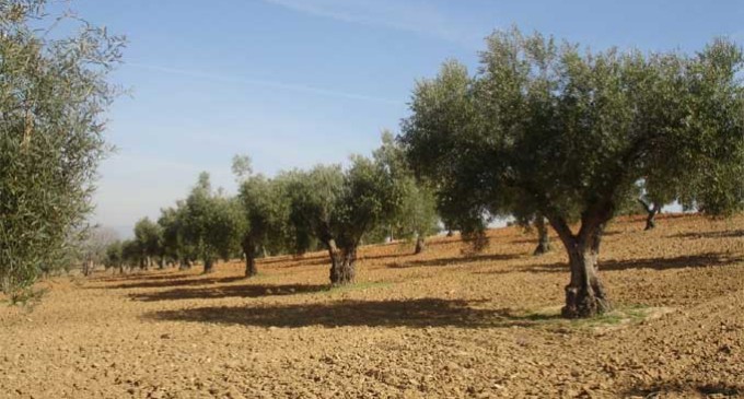 El campo de Écija muestra también su preocupación por el robo de aceitunas de mesa