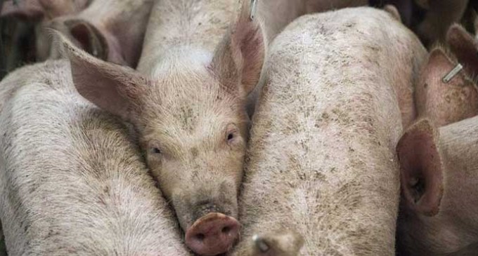 Mueren mas de 1.000 cerdos en un incendio de una granja de Écija