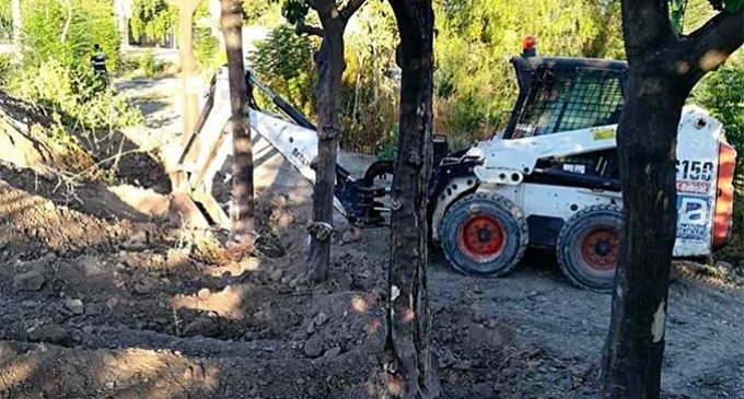 Ya se conoce el paradero de los árboles de la Plaza de Santa Cruz de Écija