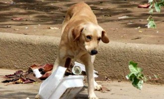 Las Centrales Sindicales con representación en el Ayuntamiento de Écija, exigen se cumpla las obligaciones y responsabilidades con los animales abandonados