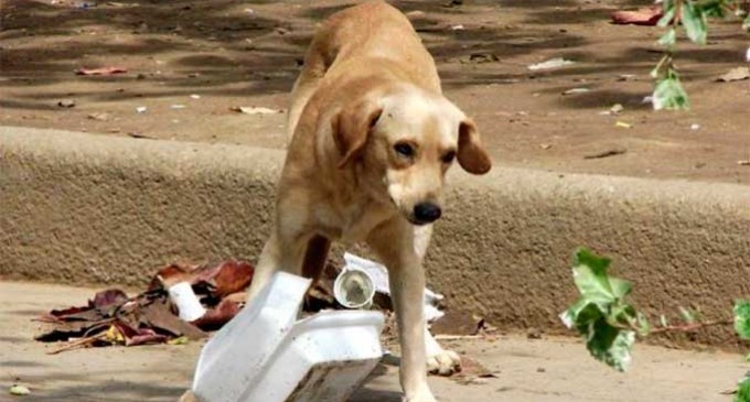 Las Centrales Sindicales con representación en el Ayuntamiento de Écija, exigen se cumpla las obligaciones y responsabilidades con los animales abandonados