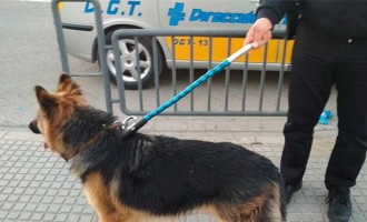 Un perro pastor alemán provoca el desconcierto y panico de niños y padres en el Parque San Pablo de Écija